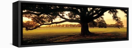 Louisiana, Oak Tree at Sunset-null-Framed Premier Image Canvas