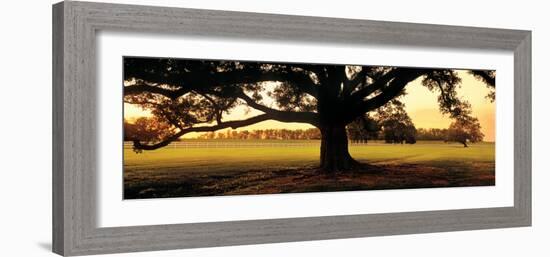 Louisiana, Oak Tree at Sunset-null-Framed Photographic Print