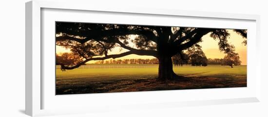 Louisiana, Oak Tree at Sunset-null-Framed Photographic Print