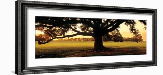 Louisiana, Oak Tree at Sunset-null-Framed Photographic Print