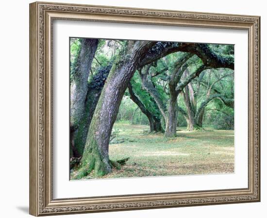 Louisiana Oaks, Louisiana ‘97-Monte Nagler-Framed Photographic Print