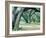 Louisiana Oaks, Louisiana ‘97-Monte Nagler-Framed Photographic Print