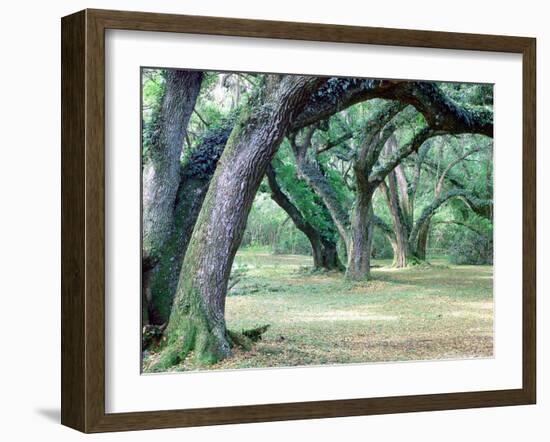 Louisiana Oaks, Louisiana ‘97-Monte Nagler-Framed Photographic Print
