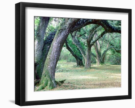 Louisiana Oaks, Louisiana ‘97-Monte Nagler-Framed Photographic Print