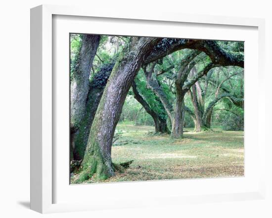 Louisiana Oaks, Louisiana ‘97-Monte Nagler-Framed Photographic Print