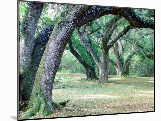 Louisiana Oaks, Louisiana ‘97-Monte Nagler-Mounted Photographic Print