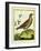 Louisiana Quail-Georges-Louis Buffon-Framed Giclee Print