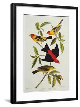 Louisiana & Scarlet Tanager (Tanagra Ludoviciana & Rubra), Plate CCCLIV, from'The Birds of America'-John James Audubon-Framed Giclee Print