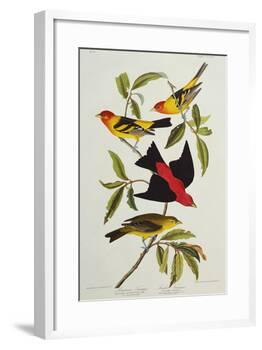 Louisiana & Scarlet Tanager (Tanagra Ludoviciana & Rubra), Plate CCCLIV, from'The Birds of America'-John James Audubon-Framed Giclee Print