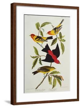 Louisiana & Scarlet Tanager (Tanagra Ludoviciana & Rubra), Plate CCCLIV, from'The Birds of America'-John James Audubon-Framed Giclee Print
