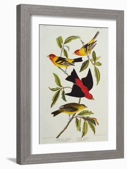 Louisiana & Scarlet Tanager (Tanagra Ludoviciana & Rubra), Plate CCCLIV, from'The Birds of America'-John James Audubon-Framed Giclee Print