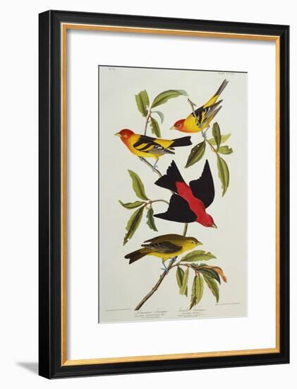 Louisiana & Scarlet Tanager (Tanagra Ludoviciana & Rubra), Plate CCCLIV, from'The Birds of America'-John James Audubon-Framed Giclee Print