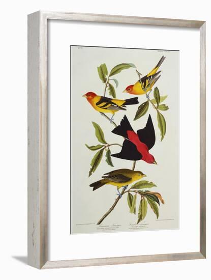 Louisiana & Scarlet Tanager (Tanagra Ludoviciana & Rubra), Plate CCCLIV, from'The Birds of America'-John James Audubon-Framed Giclee Print