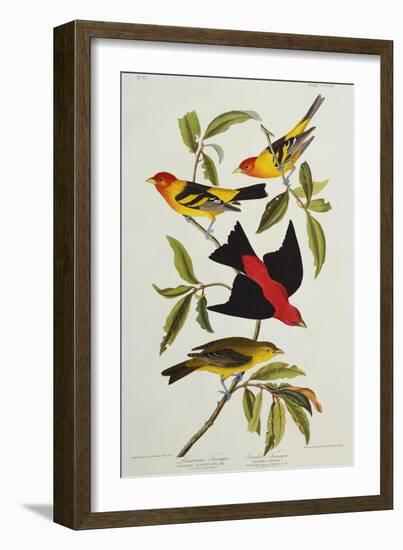 Louisiana & Scarlet Tanager (Tanagra Ludoviciana & Rubra), Plate CCCLIV, from'The Birds of America'-John James Audubon-Framed Giclee Print