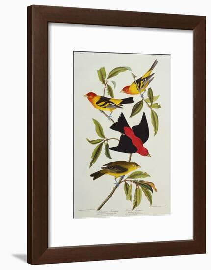 Louisiana & Scarlet Tanager (Tanagra Ludoviciana & Rubra), Plate CCCLIV, from'The Birds of America'-John James Audubon-Framed Giclee Print