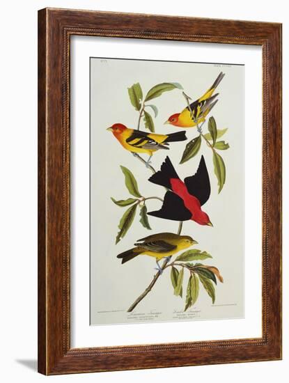 Louisiana & Scarlet Tanager (Tanagra Ludoviciana & Rubra), Plate CCCLIV, from'The Birds of America'-John James Audubon-Framed Giclee Print