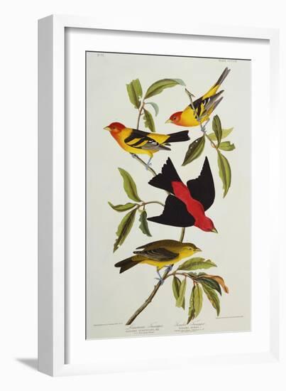 Louisiana & Scarlet Tanager (Tanagra Ludoviciana & Rubra), Plate CCCLIV, from'The Birds of America'-John James Audubon-Framed Giclee Print