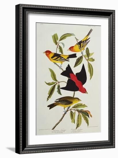 Louisiana & Scarlet Tanager (Tanagra Ludoviciana & Rubra), Plate CCCLIV, from'The Birds of America'-John James Audubon-Framed Giclee Print