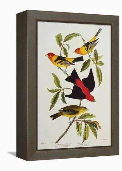 Louisiana & Scarlet Tanager (Tanagra Ludoviciana & Rubra), Plate CCCLIV, from'The Birds of America'-John James Audubon-Framed Premier Image Canvas