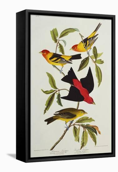 Louisiana & Scarlet Tanager (Tanagra Ludoviciana & Rubra), Plate CCCLIV, from'The Birds of America'-John James Audubon-Framed Premier Image Canvas