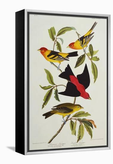 Louisiana & Scarlet Tanager (Tanagra Ludoviciana & Rubra), Plate CCCLIV, from'The Birds of America'-John James Audubon-Framed Premier Image Canvas