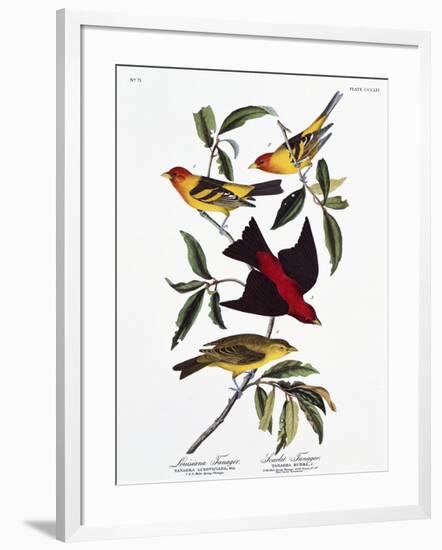 Louisiana Tanager and Scarlet Tanager-John James Audubon-Framed Giclee Print