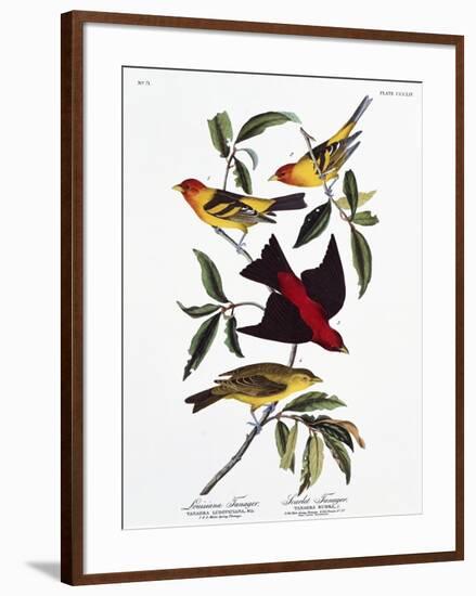 Louisiana Tanager and Scarlet Tanager-John James Audubon-Framed Giclee Print