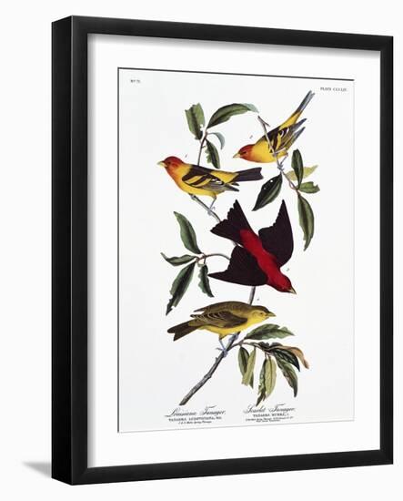 Louisiana Tanager and Scarlet Tanager-John James Audubon-Framed Giclee Print