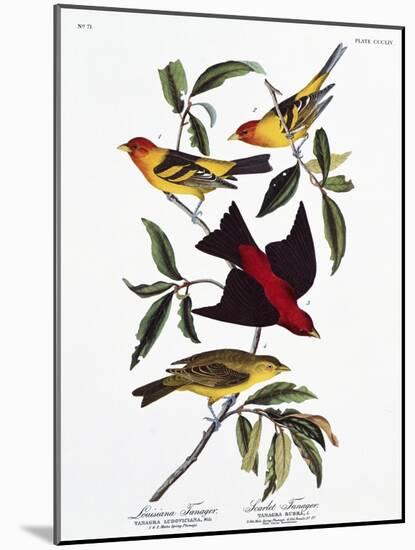 Louisiana Tanager and Scarlet Tanager-John James Audubon-Mounted Giclee Print