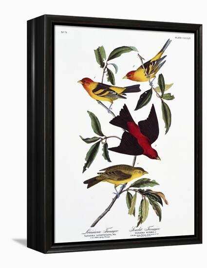 Louisiana Tanager and Scarlet Tanager-John James Audubon-Framed Premier Image Canvas