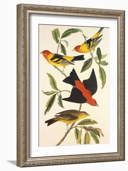 Louisiana Tanager, Scarlet Tanager-John James Audubon-Framed Art Print