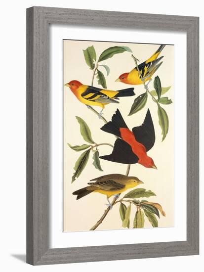 Louisiana Tanager, Scarlet Tanager-John James Audubon-Framed Art Print