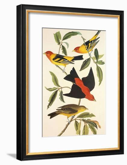 Louisiana Tanager, Scarlet Tanager-John James Audubon-Framed Art Print