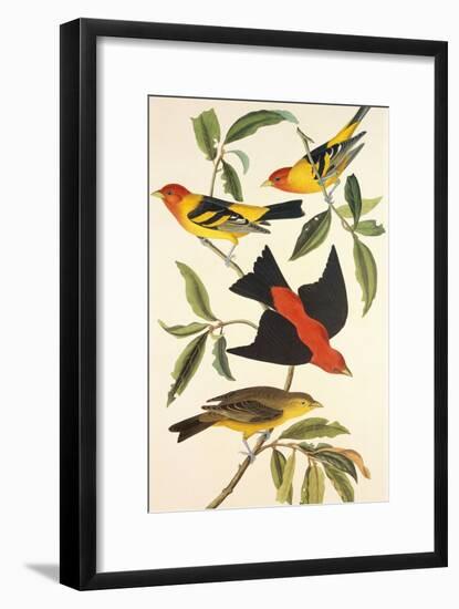 Louisiana Tanager, Scarlet Tanager-John James Audubon-Framed Art Print