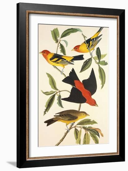 Louisiana Tanager, Scarlet Tanager-John James Audubon-Framed Art Print