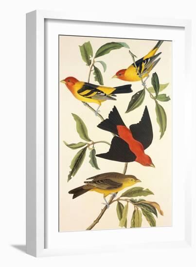 Louisiana Tanager, Scarlet Tanager-John James Audubon-Framed Art Print