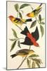 Louisiana Tanager, Scarlet Tanager-John James Audubon-Mounted Art Print