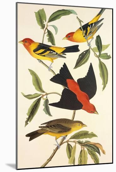 Louisiana Tanager, Scarlet Tanager-John James Audubon-Mounted Art Print