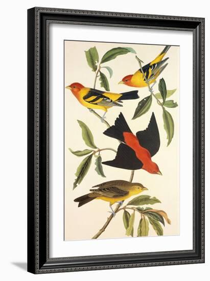 Louisiana Tanager, Scarlet Tanager-John James Audubon-Framed Art Print