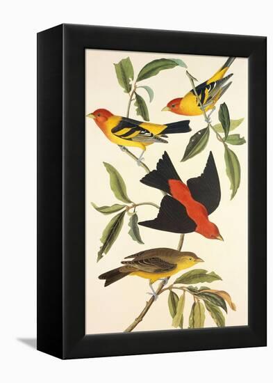 Louisiana Tanager, Scarlet Tanager-John James Audubon-Framed Stretched Canvas