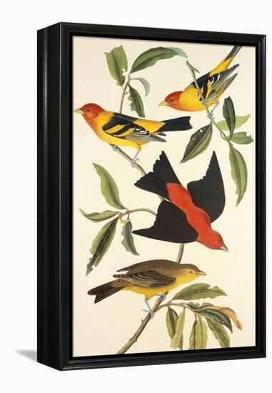 Louisiana Tanager, Scarlet Tanager-John James Audubon-Framed Stretched Canvas