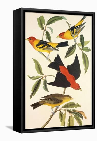 Louisiana Tanager, Scarlet Tanager-John James Audubon-Framed Stretched Canvas