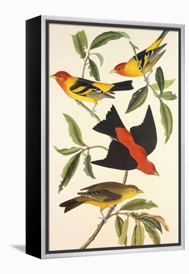 Louisiana Tanager, Scarlet Tanager-John James Audubon-Framed Stretched Canvas