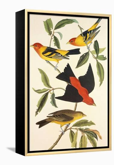 Louisiana Tanager, Scarlet Tanager-John James Audubon-Framed Stretched Canvas