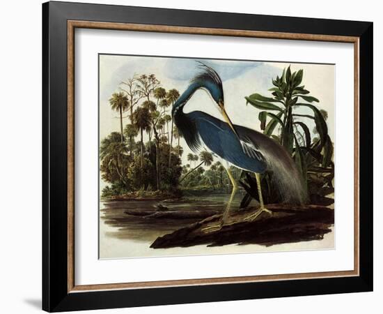 Louisiana Tricolor Heron-John James Audubon-Framed Giclee Print