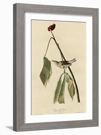 Louisiana Water Thrush-null-Framed Giclee Print