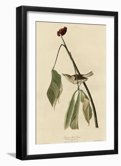 Louisiana Water Thrush--Framed Giclee Print