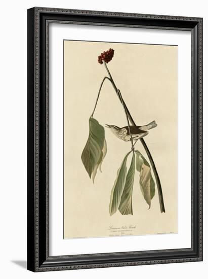 Louisiana Water Thrush-null-Framed Giclee Print