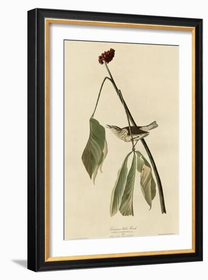 Louisiana Water Thrush-null-Framed Giclee Print