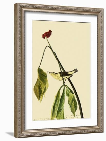 Louisiana Waterthrush-John James Audubon-Framed Giclee Print